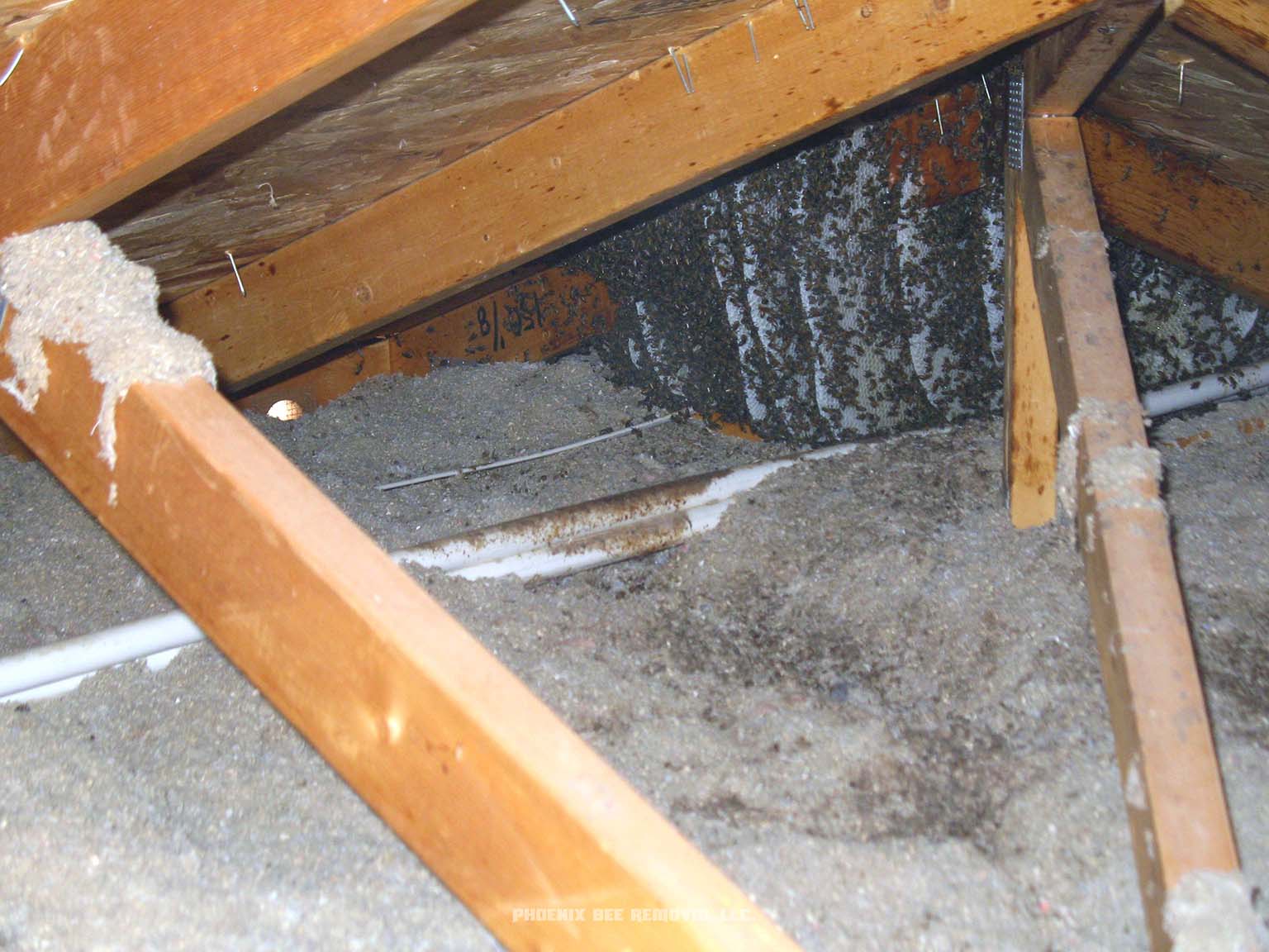 Africanized Bee Control and Treatments